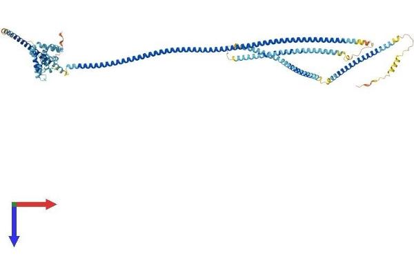 HOOK1 Protein (AA 1-728) (His tag)