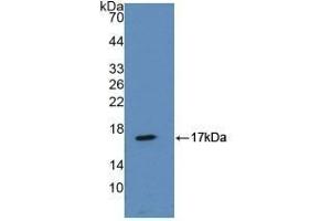 Detection of Recombinant ANXA2, Mouse using Polyclonal Antibody to Annexin A2 (ANXA2) (Annexin A2 Antikörper  (AA 1-339))