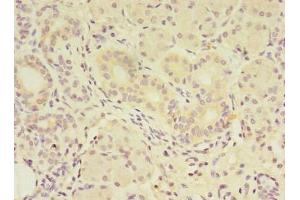 Immunohistochemistry of paraffin-embedded human pancreatic tissue using ABIN7159340 at dilution of 1:100 (FAM174A Antikörper  (AA 41-123))