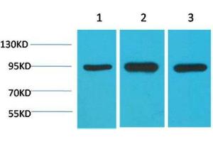 Western Blot (WB) analysis of 1) HeLa, 2)Mouse Brain Tissue, 3) Rat Brain Tissue with HSP90 a Mouse Monoclonal Antibody diluted at 1:2000. (HSP90AA2 Antikörper)