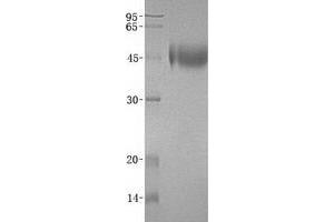 Validation with Western Blot (PLAUR Protein (Transcript Variant 2) (His tag))