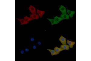 Cytokeratin 16 Mouse Monoclonal Antibody staining Hela cells by IF/ICC. (KRT16 Antikörper  (C-Term))