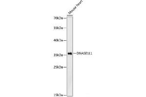 Western blot analysis of extracts of Mouse heart using DNASE1L1 Polyclonal Antibody at dilution of 1:3000. (DNASEX Antikörper)