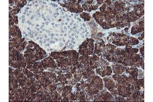 Image no. 2 for anti-Carboxypeptidase A1 (Pancreatic) (CPA1) antibody (ABIN1497589) (CPA1 Antikörper)