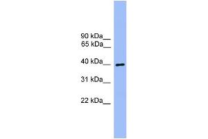 WB Suggested Anti-ATG3  Antibody Titration: 0. (ATG3 Antikörper  (Middle Region))