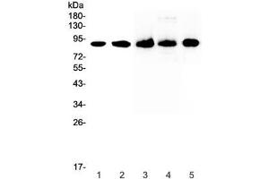 Western blot testing of 1) human HeLa, 2) human 22RV1, 3) rat spleen, 4) rat thymus and 5) mouse spleen lysate with CD44 antibody at 0. (CD44 Antikörper)