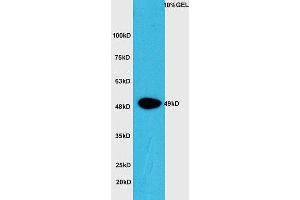 Lane 1: Mouse intestine lysate probed with Rabbit Anti-CTBP1 (Ser422) Polyclonal Antibody, Unconjugated (ABIN1386488) at 1:300 overnight at 4 °C. (CTBP1 Antikörper  (pSer422))