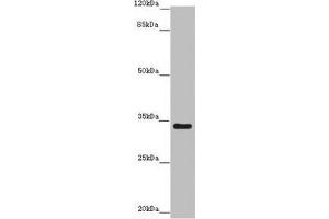 Western blot All lanes: IFT46 antibody at 8 μg/mL + Mouse skeletal muscle tissue Secondary Goat polyclonal to rabbit IgG at 1/10000 dilution Predicted band size: 35, 41 kDa Observed band size: 35 kDa (IFT46 Antikörper  (AA 1-304))