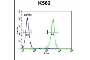 Flow cytometric analysis of K562 cells (right histogram) compared to a negative control cell (left histogram). (RECQL2 Antikörper  (AA 787-816))