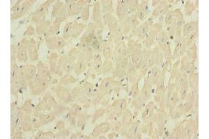 Immunohistochemistry of paraffin-embedded human heart tissue using ABIN7153256 at dilution of 1:100 (FXYD7 Antikörper  (AA 47-80))