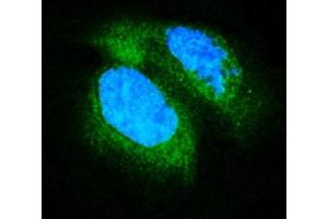 IF analysis of PDE6 beta/PDE6B using anti-PDE6 beta/PDE6B antibody (ABIN7600892). (PDE6B Antikörper  (AA 25-237))