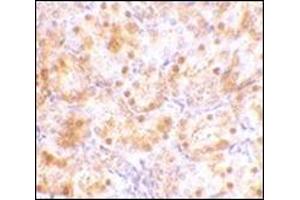 Immunohistochemistry of NENF in rat kidney tissue with this product at 10 μg/ml.