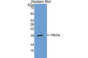 Western Blotting (WB) image for anti-Interleukin 5 Receptor, alpha (IL5RA) (AA 42-182) antibody (ABIN3206510) (IL5RA Antikörper  (AA 42-182))