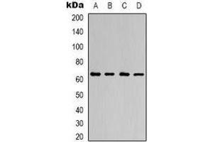 Western blot analysis of AMPK alpha 1 expression in Hela (A), K562 (B), NIH3T3 (C), H9C2 (D) whole cell lysates. (PRKAA1 Antikörper  (C-Term))