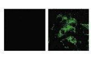 Immunofluorescence (IF) image for anti-SARS-Coronavirus Spike Protein (SARS-CoV S) antibody (ABIN2452119) (SARS-CoV Spike Antikörper)