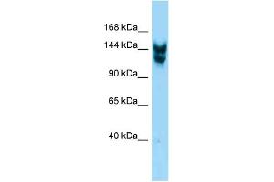 Western Blotting (WB) image for anti-Nucleoporin 160kDa (NUP160) (C-Term) antibody (ABIN2788928) (NUP160 Antikörper  (C-Term))