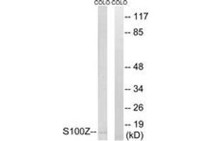 Western blot analysis of extracts from COLO cells, using S100Z Antibody. (S100Z Antikörper  (AA 2-51))