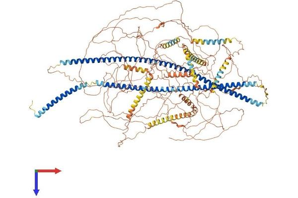 Nestin Protein (NES) (AA 1-1621) (His tag)