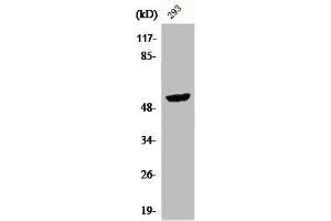 Western Blot analysis of 293 cells using CPA5 Polyclonal Antibody (CPA5 Antikörper  (Internal Region))