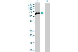 Western Blot analysis of TNFRSF1B expression in transfected 293T cell line by TNFRSF1B MaxPab polyclonal antibody. (TNFRSF1B Antikörper  (AA 1-461))