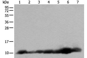 Western blot analysis of 293T and RAW264. (C14orf2 Antikörper)