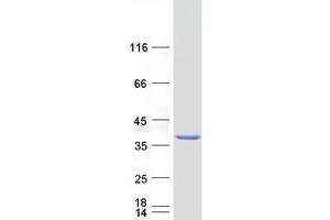 Validation with Western Blot (FAM49A Protein (Myc-DYKDDDDK Tag))