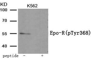 Western blot analysis of extracts from K562 tissue using Epo-R (Phospho-Tyr368) antibody. (EPOR Antikörper  (pTyr368))