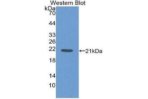 Western Blotting (WB) image for anti-Interleukin 1 delta (FIL1d) (AA 1-156) antibody (ABIN2116591)