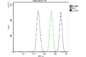Flow Cytometry analysis of MCF-7 cells using anti-Caspase-7/CASP7 antibody (ABIN7600823). (Caspase 7 Antikörper  (AA 24-303))