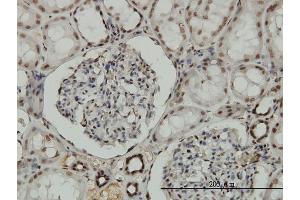 Immunoperoxidase of monoclonal antibody to NRF1 on formalin-fixed paraffin-embedded human kidney. (NRF1 Antikörper  (AA 201-285))