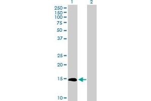 Western Blot analysis of IL3 expression in transfected 293T cell line by IL3 MaxPab polyclonal antibody. (IL-3 Antikörper  (AA 1-152))