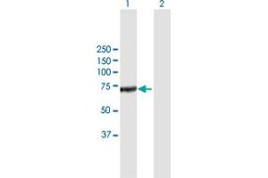 Western Blot analysis of CFHR5 expression in transfected 293T cell line by CFHR5 MaxPab polyclonal antibody. (CFHR5 Antikörper  (AA 1-569))