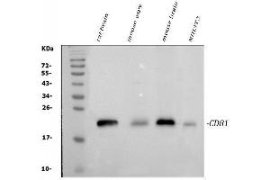 Western blot analysis of TAPA1/CD81 using anti-TAPA1/CD81 antibody (ABIN5693258). (CD81 Antikörper  (AA 116-201))