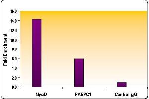 Histone H3 dimethyl Lys9 antibody tested by ChIP analysis.