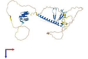 E2F2 Protein (AA 1-437) (His tag)