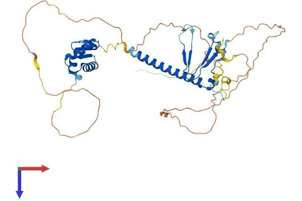 E2F2 Protein (AA 1-437) (His tag)
