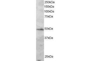 Image no. 1 for anti-Interferon Regulatory Factor 2 (IRF2) (AA 337-349) antibody (ABIN298001) (IRF2 Antikörper  (AA 337-349))