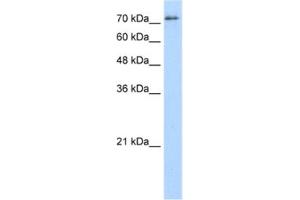 Western Blotting (WB) image for anti-Splicing Factor Proline/glutamine-Ric (SFPQ) antibody (ABIN2462180) (SFPQ Antikörper)