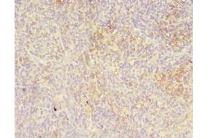 Immunohistochemistry of paraffin-embedded human thymus tissue using ABIN7158438 at dilution of 1:100 (LITAF Antikörper  (AA 1-161))