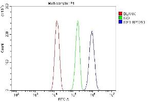 Flow Cytometry analysis of HeLa cells using anti-IRF1 antibody (ABIN7600281). (IRF1 Antikörper  (AA 170-315))