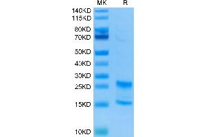 IL-17A/F Protein (AA 24-155) (His tag)