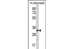 Western blot analysis of CDIPT Antibody (Center) (ABIN652986 and ABIN2842627) in mouse stomach tissue lysates (35 μg/lane). (CDIPT Antikörper  (AA 99-125))