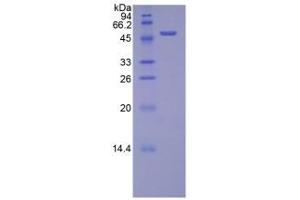SDS-PAGE analysis of Mouse TFAM Protein. (TFAM Protein)