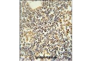 TMUB1 antibody (Center) (ABIN652109 and ABIN2840552) immunohistochemistry analysis in formalin fixed and paraffin embedded human lymph tissue followed by peroxidase conjugation of the secondary antibody and DAB staining. (TMUB1 Antikörper  (AA 112-141))