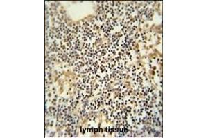 TMUB1 antibody (Center) (ABIN652109 and ABIN2840552) immunohistochemistry analysis in formalin fixed and paraffin embedded human lymph tissue followed by peroxidase conjugation of the secondary antibody and DAB staining.