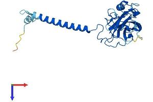 ATP4b Protein (AA 1-291) (His tag)