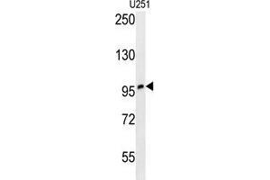 ZNF197 Antibody (N-term) western blot analysis in U251 cell line lysates (35 µg/lane). (ZNF197 Antikörper  (N-Term))