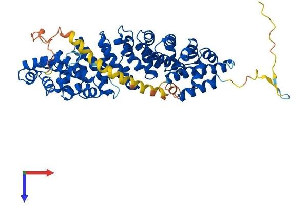 KPNA1 Protein (AA 1-538) (His tag)