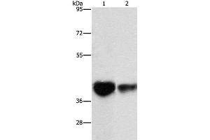 Western Blot analysis of Mouse brain tissue and NIH/3T3 cell using IDH3G Polyclonal Antibody at dilution of 1:350 (IDH3G Antikörper)