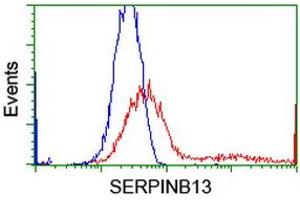 HEK293T cells transfected with either RC211032 overexpress plasmid (Red) or empty vector control plasmid (Blue) were immunostained by anti-SERPINB13 antibody (ABIN2455117), and then analyzed by flow cytometry. (SERPINB13 Antikörper)